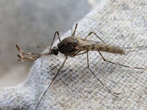 Primo piano di una zanzara con gambe striate e lunghe antenne piumate