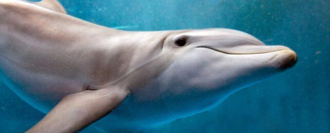 dolphin_AD_header-642x260-1.jpg