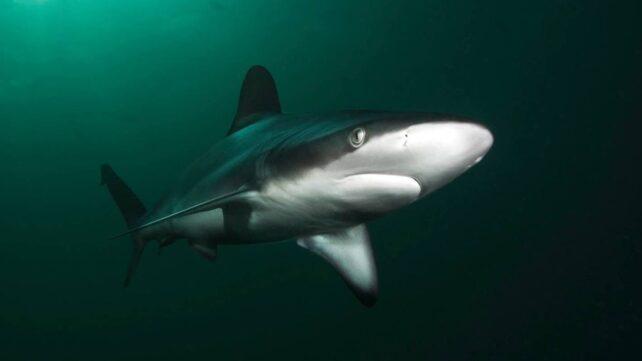 dusky-shark-642x361-1.jpg
