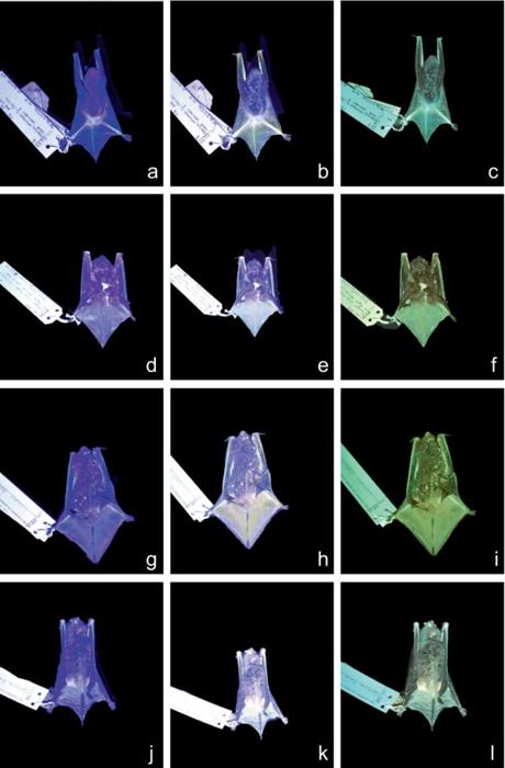 I pipistrelli trovati a brillare al buio, ma gli scienziati non riescono a capire perché
