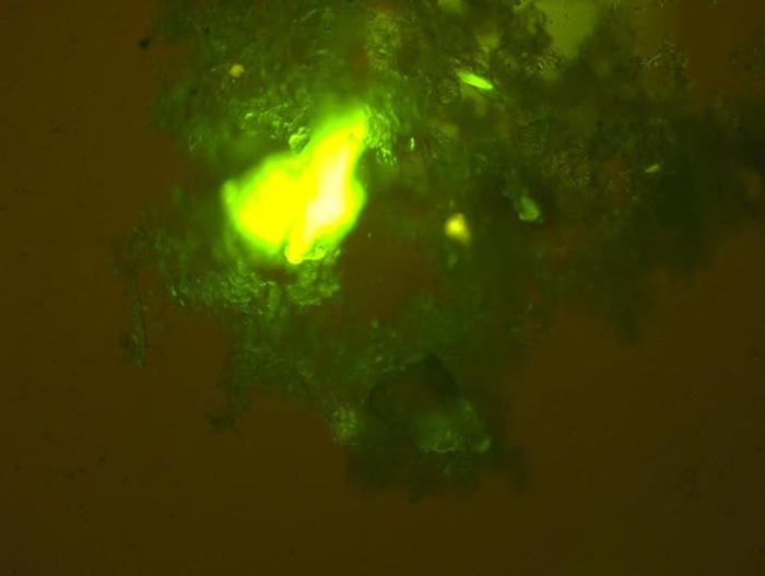 particelle fluorescenti di microplastica giallo-verde brillante all'interno di un grumo di sostanza di neve marina su sfondo marrone