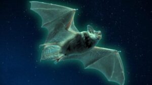 pipistrello luminescente