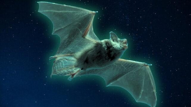 glowing_bat_header-642x361-1.jpg
