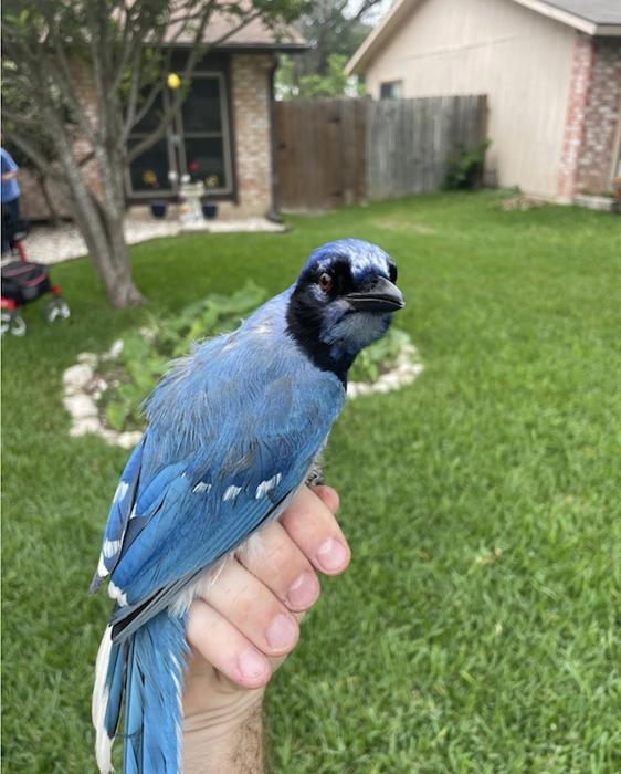 progenie ibrida di blue jay e green jay, aka 'grue jay'