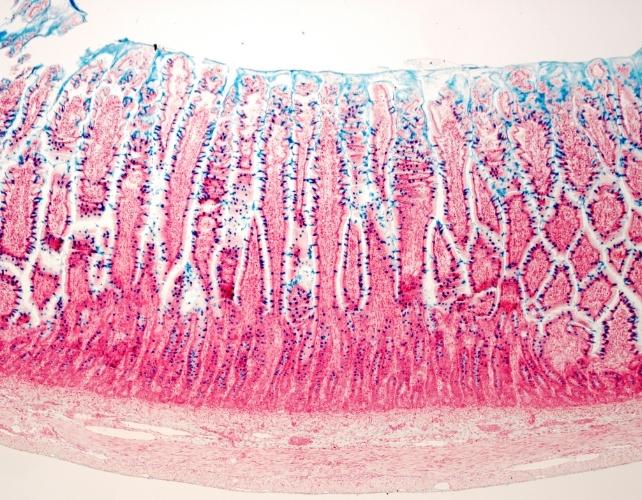 cellule intestinali sotto un microscopio