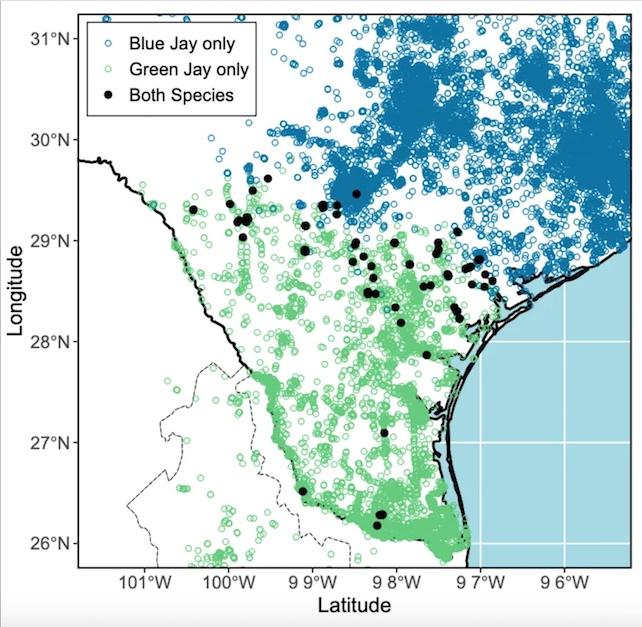 mappa delle avvistamenti di green jay e blue jay in Texas