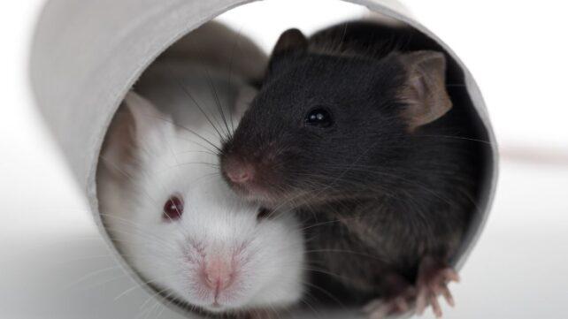 mice_aging_study_header-642x361-1.jpg