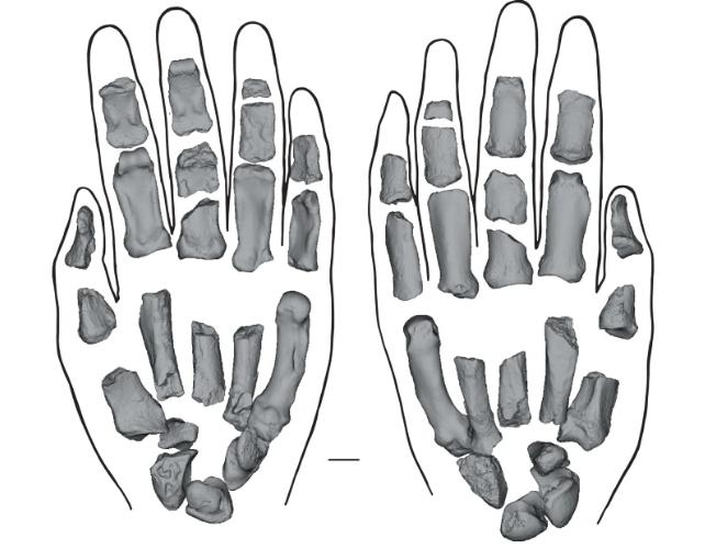 ossa della mano di parantropo
