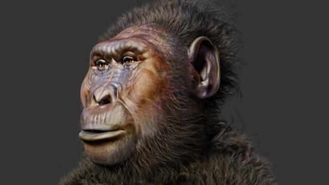 paranthropus_illo_header-642x361-1.jpg