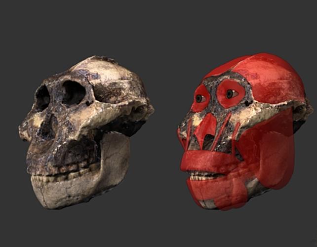 cranio di parantropo