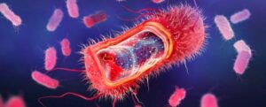 cellula batterica