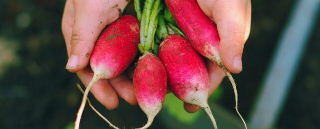 radishes_in_hand_header-642x260-1.jpg