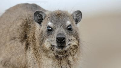 rock-hyrax-s.png