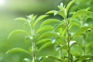 Pianta di stevia (Stevia rebaudiana)