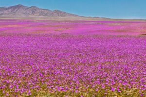 Deserto di Atacama con un tappeto di fiori viola.