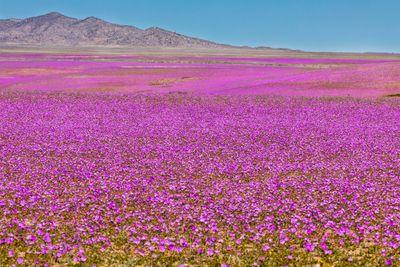 superbloom-s.jpg