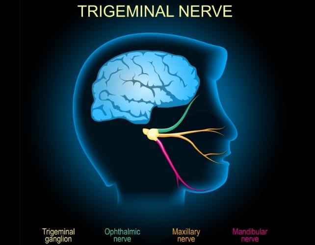 diagramma del nervo trigemino