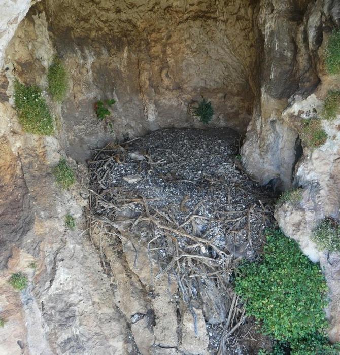 un nido di avvoltoio vuoto all'interno di una caverna nella roccia.