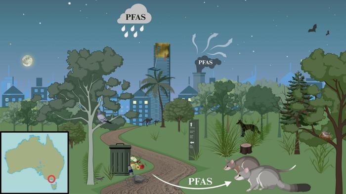 Abstract grafico che rappresenta le potenziali vie di esposizione ai PFAS per i possum dalla coda spazzolata e i possum dalla coda ad anello in un ecosistema urbano a Melbourne, Australia. Abstract grafico che rappresenta le potenziali vie di esposizione ai PFAS per i possum dalla coda spazzolata e i possum dalla coda ad anello in un ecosistema urbano a Melbourne, Australia.