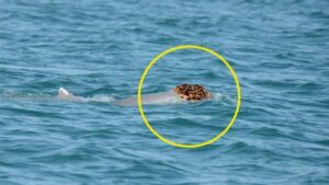 Delfini avvistati con cappelli di spugna marina per cercare di conquistare le signore