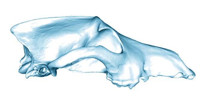 Cambiamenti nel cranio tra cane e lupo, che illustrano la profonda differenza morfologica guidata dalle società umane sin dall'inizio dell'Olocene.