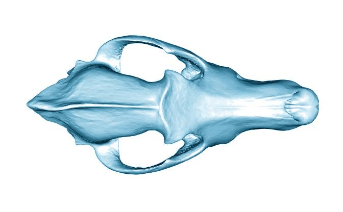 GIF che mostra cambiamenti nel cranio tra cane e lupo.