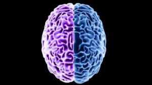 Illustrazione ad alto contrasto di un cervello su uno sfondo nero. La metà sinistra del cervello è viola e la metà destra è blu. Per rappresentare l'invecchiamento e come la dieta possa invertirlo