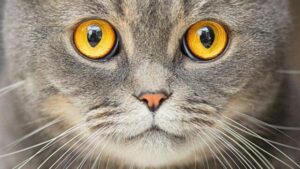 Primo piano del volto di un gatto domestico peloso con occhi giallo-arancio brillanti e pelo grigio