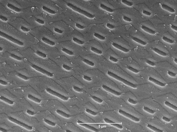 Immagine al microscopio elettronico a scansione di fossati di dati impressi nel disco compatto