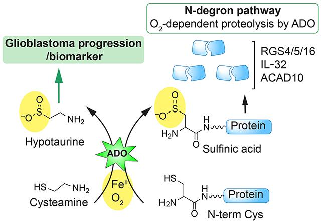 Diagramma dell'azione del cancro