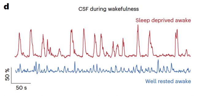 Un grafico con due linee, una rossa e l'altra blu, che rappresenta i flussi di liquido nel cervello derivato dal sonno rispetto a quello ben riposato.