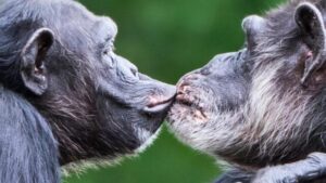 I Neanderthal e i nostri antenati scimmia probabilmente si sono baciati, rivela uno studio