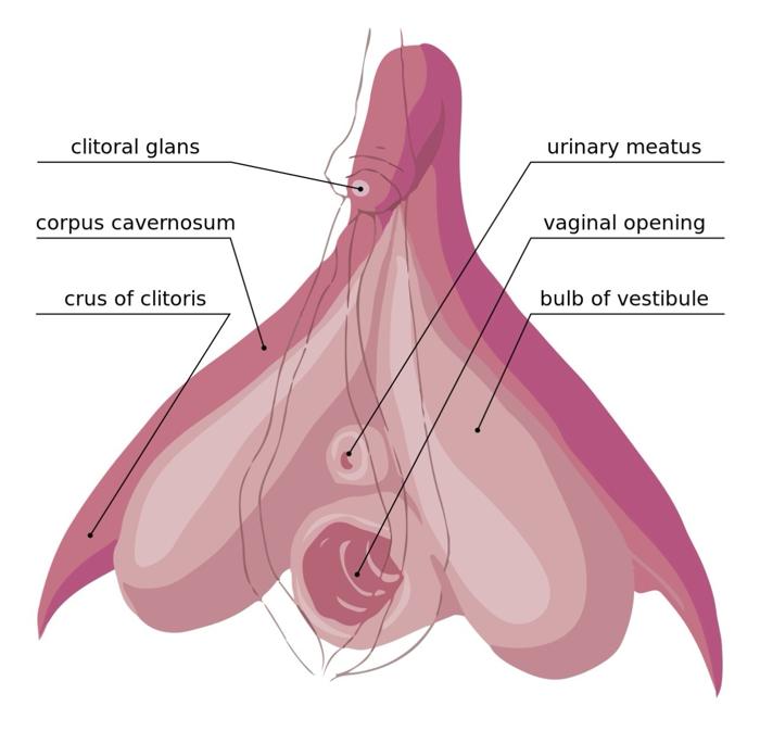 Diagramma che mostra l'anatomia di un clitoride.
