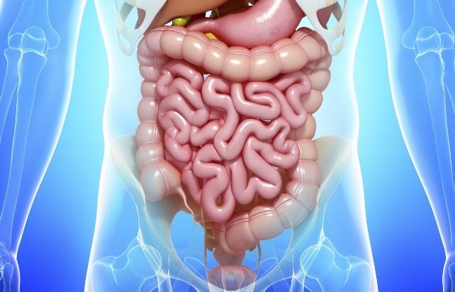 Illustrazione al computer che mostra il sistema digestivo umano all'interno di un contorno del corpo umano, su uno sfondo blu
