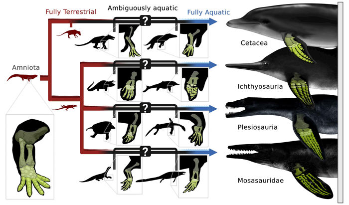 Diagramma che confronta le caratteristiche scheletriche terrestri e acquatiche di Cetacea, Icthyosauria, Plesiosauria e Mosasauridae