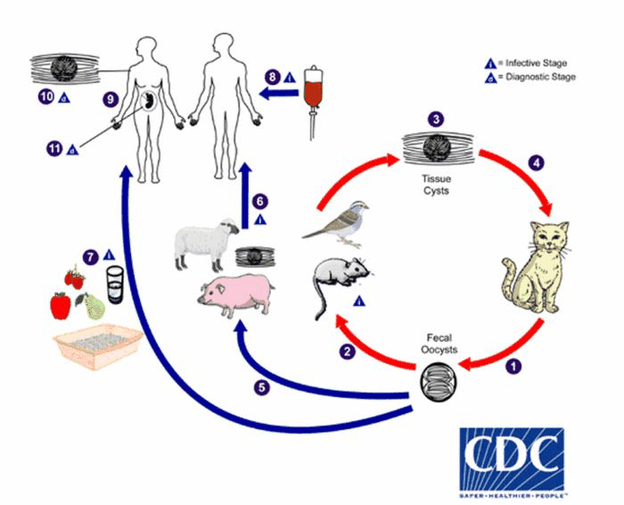 Diagramma del ciclo di vita della toxoplasmosi