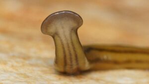 Un verme marrone piatto con una 'testa a martello'