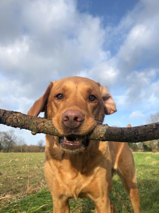 Cane che tiene orgogliosamente un bastone molto grande