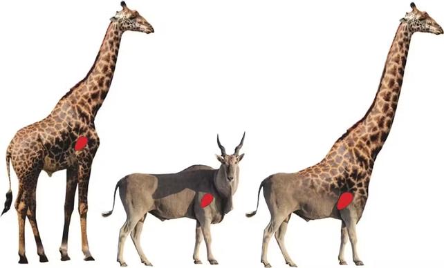 Simulazione di un corpo di giraffa con zampe delle dimensioni di un eland africano, un elaffe, tutti gli animali ritratti