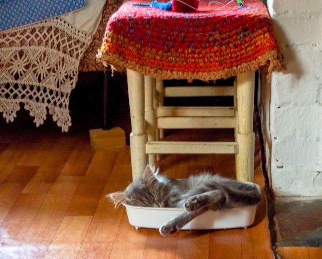 Gatto sdraiato nella lettiera