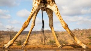 La sorprendente ragione per cui le giraffe hanno zampe così lunghe