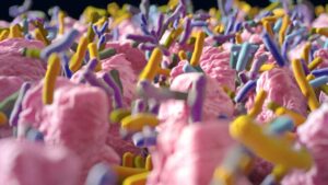 Illustrazione dei batteri intestinali