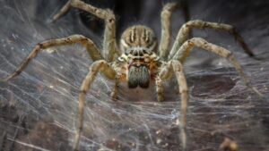Un'enorme ragno da vicino, all'interno di una ragnatela