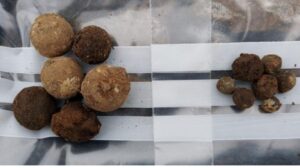 Scavi di un campo di battaglia scozzese del XVIII secolo rivelano palle di moschetto in piombo, colpi di cannone