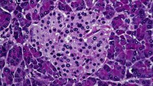 Cellule isletiche nel pancreas