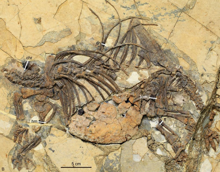 un fossile di ankilosauro