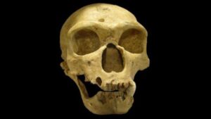 I Neanderthal potrebbero non essere mai realmente scomparsi, rivela uno studio