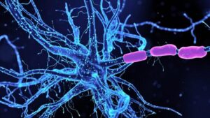 Illustrazione di un neurone di un blu brillante, con guaine mieliniche viola attorno a un assone visibile a destra