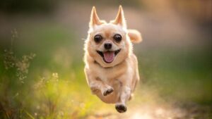 Potremmo aver introdotto la neurodiversità nei nostri animali domestici, suggerisce un esperto