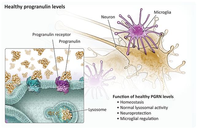 Diagramma della progranulina